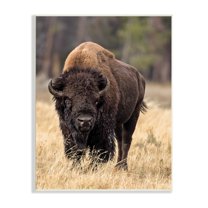 Stupell Industries Wild American Bison Grazing Rustic Tall Grass, 10 x 15, Designed by Larry McFerrin