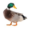 thumbnail image 1 of Duck Garden Stake Decoration 2 Types Optional Duck Stake Ornament for Courtyard Patio and Yard, 1 of 5