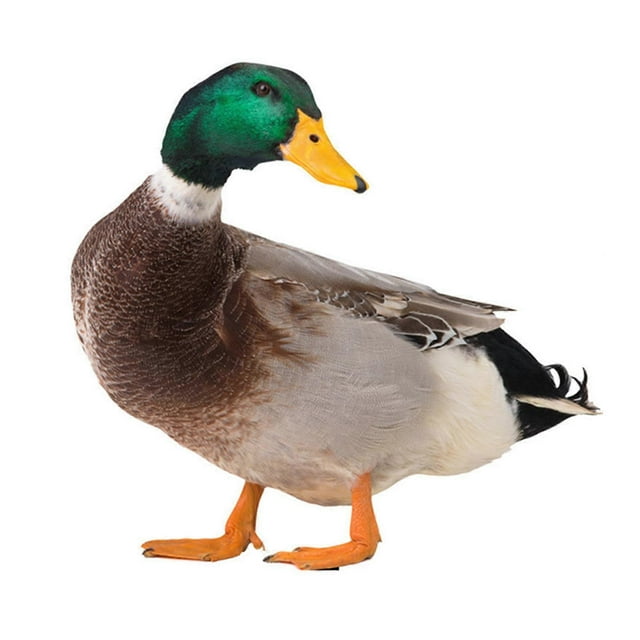 Duck Garden Stake Decoration 2 Types Optional Duck Stake Ornament for Courtyard Patio and Yard
