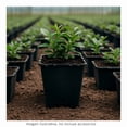 thumbnail image 3 of Maceta Prichos ranurada 7lts 1 Pieza, 3 of 4