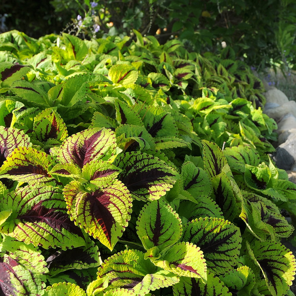 Element 13" Red, Brown and Green Coleus Kong Jr Asst Live Plants Pot (4 Count)