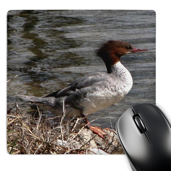 3dRose, Common Merganser or Gooseander, MousePad