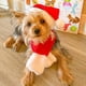thumbnail image 5 of Capas y sombreros navideños para mascotas, trajes festivos. Los perros se transforman en disfraces navideños., 5 of 5
