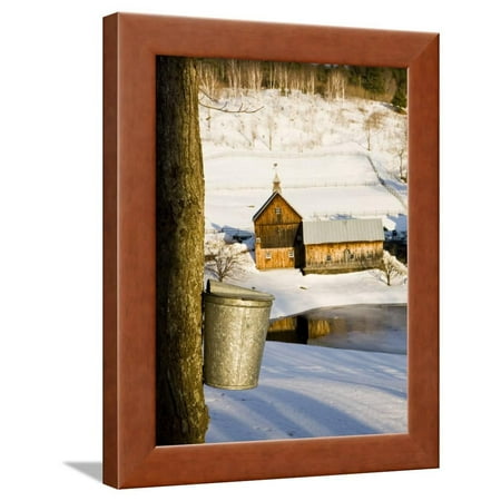 Sap buckets on Maple Trees, Pomfret, Vermont, USA Framed Print Wall Art By Jerry & Marcy