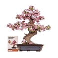 thumbnail image 1 of Puzle de madera 3D Rowood Sakura Bonsai Tree para adultos y niños, 1 of 8