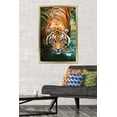 thumbnail image 3 of Tigre - Eau, 3 of 4