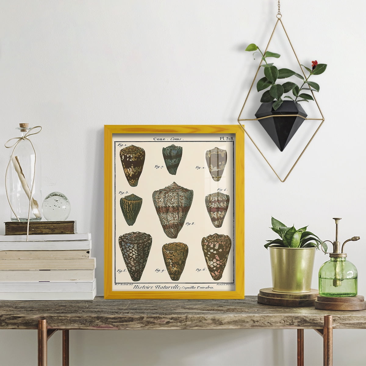 Cone Shell pl. 318 -Framed Print w/glass-Sunflower Yellow