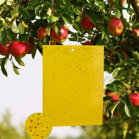 Insect Traps  20pcs Double Sided Sticky Traps  Yellow Anti White Fly Leaf Insect Paper