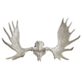 thumbnail image 2 of Ren Wil STA595 Cream Harper 27 5/8" Tall Polyresin Moose Horn Statue, 2 of 3