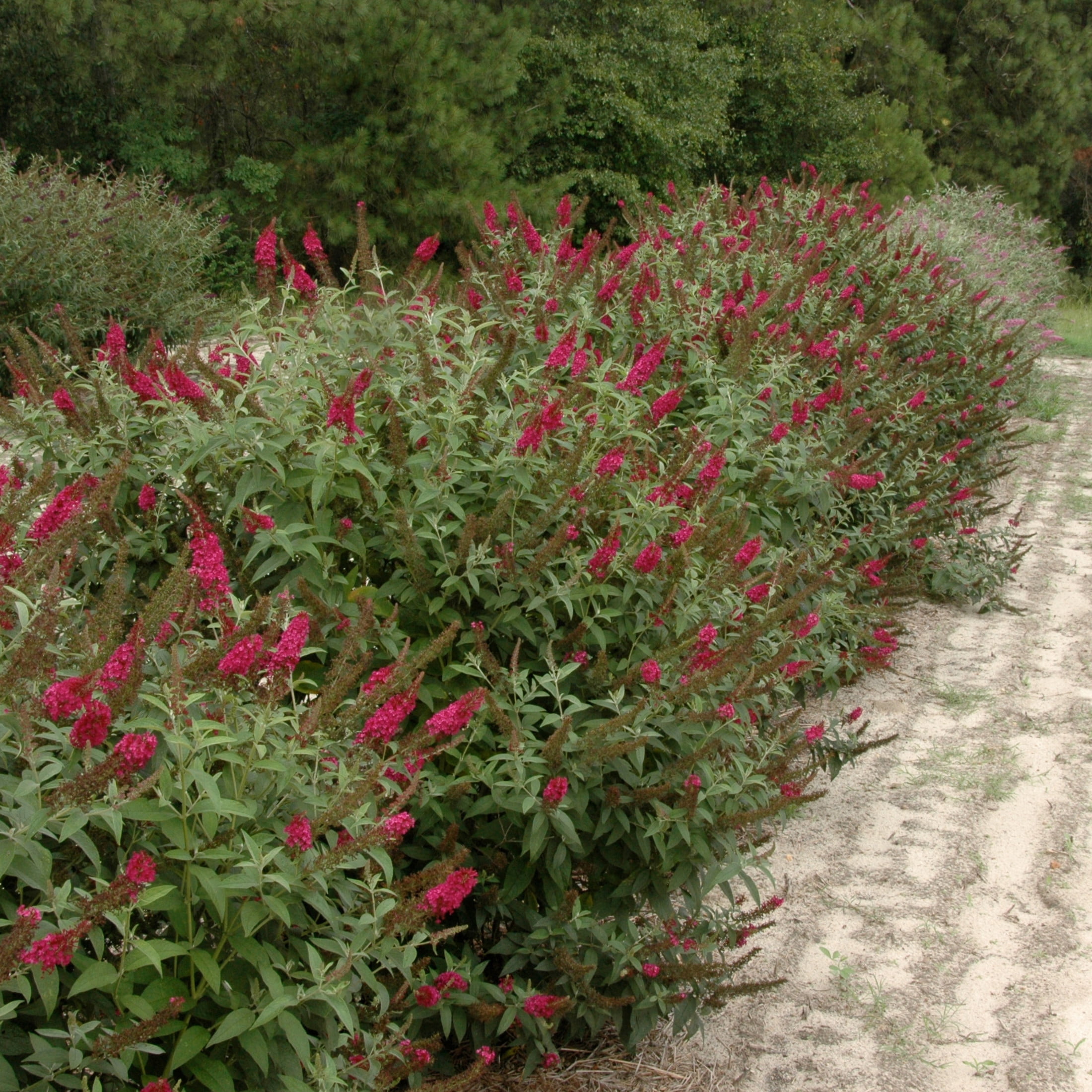 Proven Winners ColorChoice 6" Pink 'Miss Molly' Butterfly Bush Live Plant in 7.5" Pot