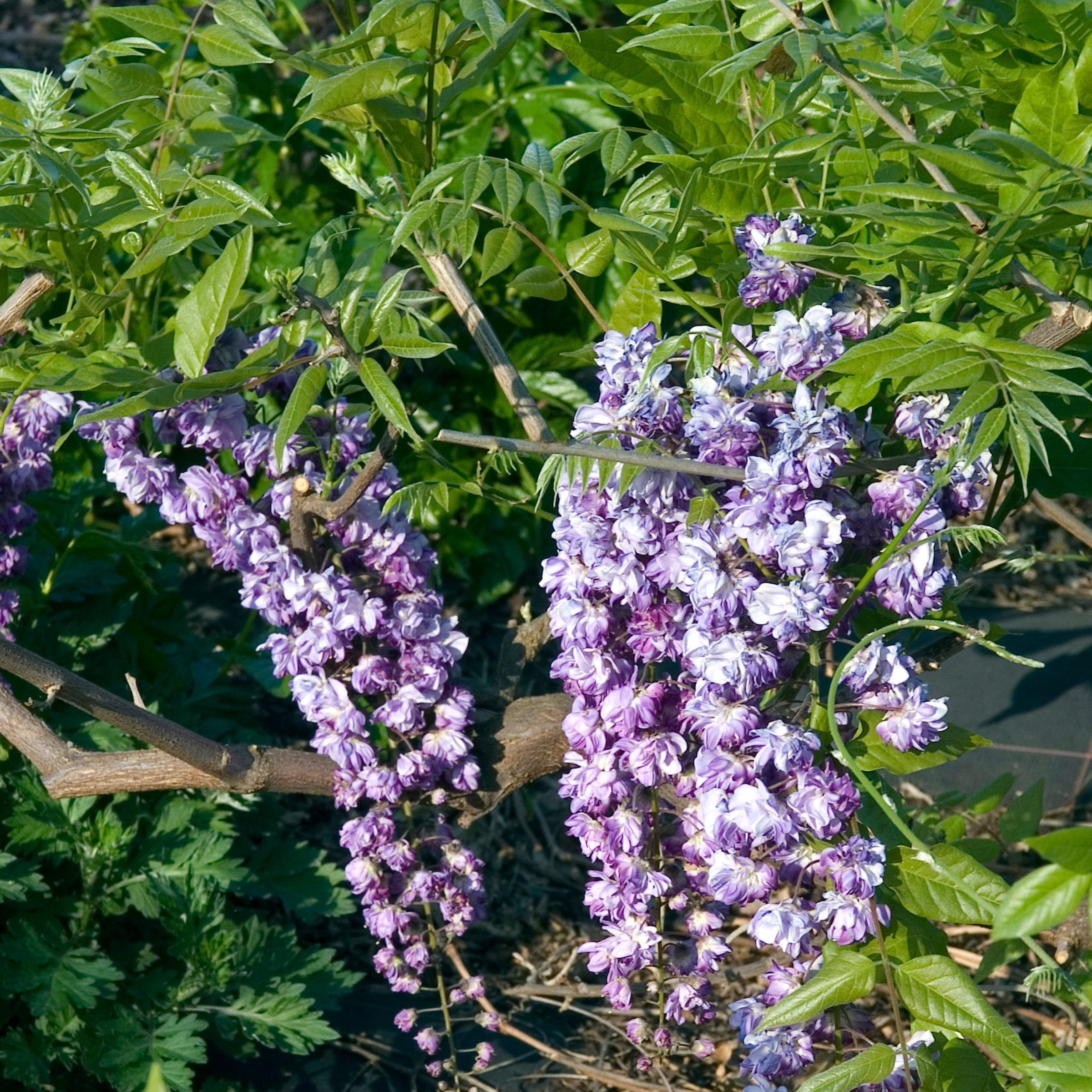 ★☆WISTERIA ウィステリア BLACKGLAMA ブラックグラマミンク ロングコート ダークブラウン 着丈 約104cm☆★ 定番人気，新作