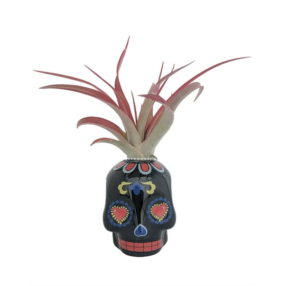 Black Sugar Skull Planter with Live Tillandsia Air Plant - 3" x 3"