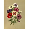 thumbnail image 2 of Arentine H. Arendsen 19x24 Black Ornate Framed Double Matted Museum Art Print Titled: Coronary Anemone (Single Anemones) (1872-1881), 2 of 5