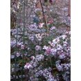 thumbnail image 2 of 100 LADY In BLACK Calico ASTER Aster Lateriflorus Flower Seeds, 2 of 3