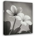 thumbnail image 1 of Vitaly Geyman 36x44 Gallery Wrapped Canvas Wall Art Titled - Plumeria II, 1 of 4