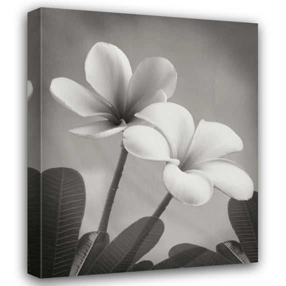 Vitaly Geyman 36x44 Gallery Wrapped Canvas Wall Art Titled - Plumeria II