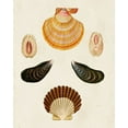 thumbnail image 2 of Knorr, G.W. 15x18 Gold Ornate Wood Framed with Double Matting Museum Art Print Titled - Knorr Shells I, 2 of 4