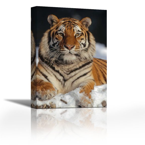 Siberian Tiger portrait in snow, Siberian Tiger Park, China - Contemporary Fine Art Giclee on Canvas Gallery Wrap - wall décor - Art painting - 24 x 36 Inch - Ready to Hang