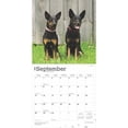 thumbnail image 4 of Australian Kelpies | 2025 12x24" (Hanging) Square Wall Calendar | BrownTrout, 4 of 9