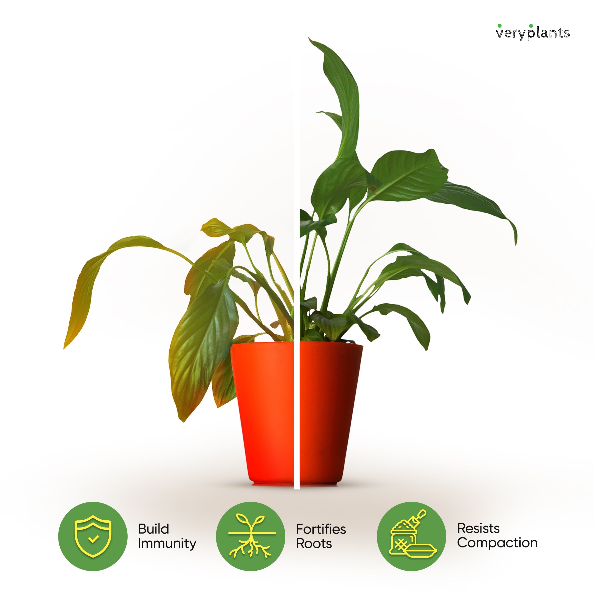 Molly's Aroid Mix - A Premium Tropical Plant Soilless Potting Mix by VERYPLANTS