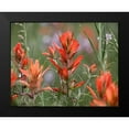 thumbnail image 2 of Fitzharris, Tim 24x20 Black Modern Framed Museum Art Print Titled - Indian Paintbrushes, 2 of 5