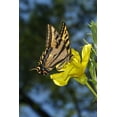 thumbnail image 2 of Talbot Frank, Christopher 13x18 White Modern Wood Framed Museum Art Print Titled - CA, Mission Trails Anise Swallowtail Butterfly, 2 of 4