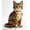 Color3, variant on adorable building block model of a cat offers a delightful building experience and serves as a charming decorative piece for any cat lover—making it the perfect choice for a birthday or holiday gift