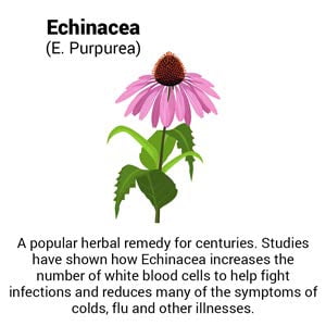 Approved Science Immune Booster - Extra Strength Support - Elderberry Extract, Echinacea, Vitamin D3 and C, Zinc - All Natural - 180 Capsules - 3 Months Supply