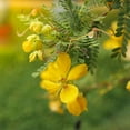 thumbnail image 2 of Wild Senna Seeds - Senna Hebecarpa - 200 Seeds, 2 of 3