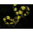 thumbnail image 2 of Tantoyensen 18x15 Gold Ornate Wood Framed with Double Matting Museum Art Print Titled - Alpha, 2 of 4