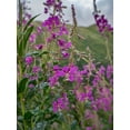thumbnail image 2 of Garber, Howie 12x14 Gold Ornate Wood Framed with Double Matting Museum Art Print Titled - Fireweed and Alaskan morning near Eagle River-Alaska, 2 of 4