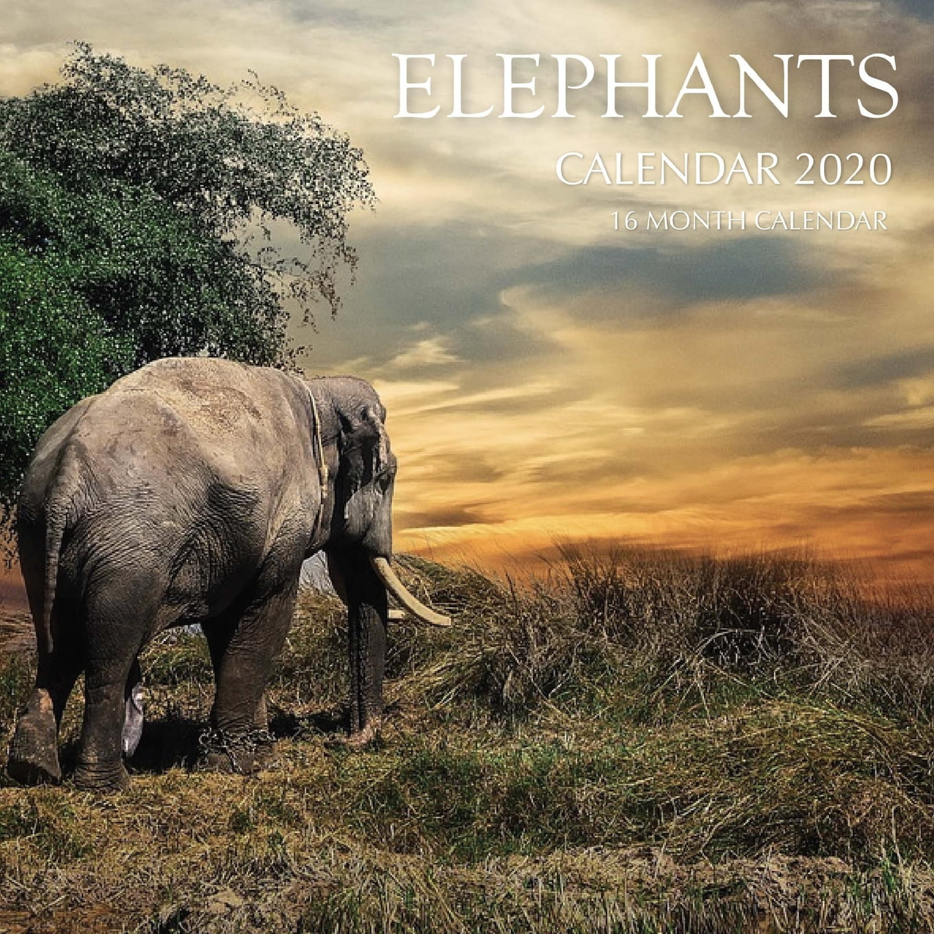 Elephants Calendar 2020: 16 Month Calendar (Paperback) Walmart com