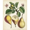 thumbnail image 3 of Unknown 20x24 Black Modern Framed Museum Art Print Titled - Antique Pear Study II, 3 of 5