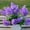 Dark Purple, variant on Fancy 5 Heads Artificial Hyacinth Flowers, Fake Hyacinth Flowers for Indoor Outdoor Wedding Home Office Deco Dark Purple