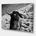 thumbnail image 3 of Designart ' Black and White Portrait Of A Spanish Bull II ' Farmhouse Canvas Wall Art Print, 3 of 4