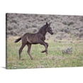 thumbnail image 1 of Great BIG Canvas | "Wild Horse foal playing, Wyoming prairie" Canvas Wall Art - 36x24, 1 of 2