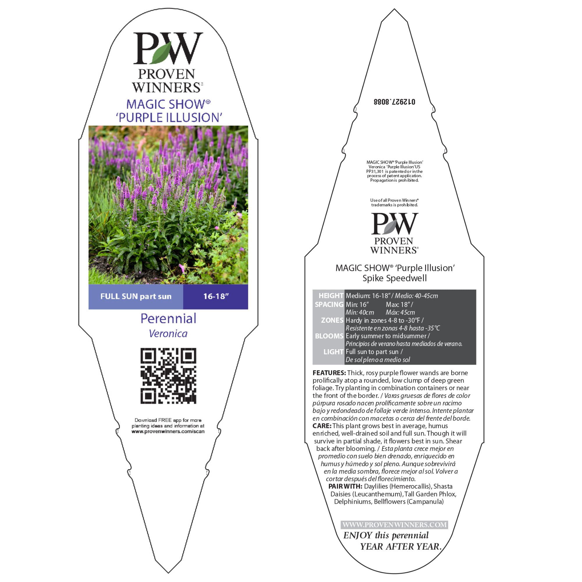 Proven Winners 6" Magic Show 'Purple Illusion' Spike Speedwell Live Plant in 7.5" Pot