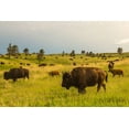 thumbnail image 2 of Jaynes Gallery 24x17 White Modern Wood Framed Museum Art Print Titled - South Dakota-Custer State Park-bison herd, 2 of 4