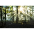 thumbnail image 3 of Foulke, Doug 14x11 Black Modern Framed Museum Art Print Titled - Light and Trees, 3 of 5
