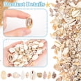 thumbnail image 4 of Natural Sea Shell Beads Kits Spiral Shell Cowrie Shell Trumpet Shell Ark Shell Snail Shell Seashell Color 7~40x3~22x3~15mm 175g/box, 4 of 6