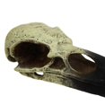 thumbnail image 1 of Terrario para Reptiles Komodo con Decoración de Cráneo de Cuervo Mediana 15 cm, 1 of 1