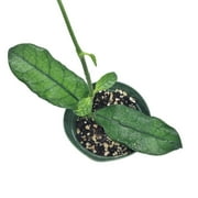 Hoya Globulosa Rare Houseplant 4" Pot  (California Grown)