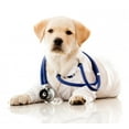 thumbnail image 2 of Little Dog as Vet by Wallmonkeys Peel and Stick Graphic (18 in W x 15 in H) WM103169, 2 of 4