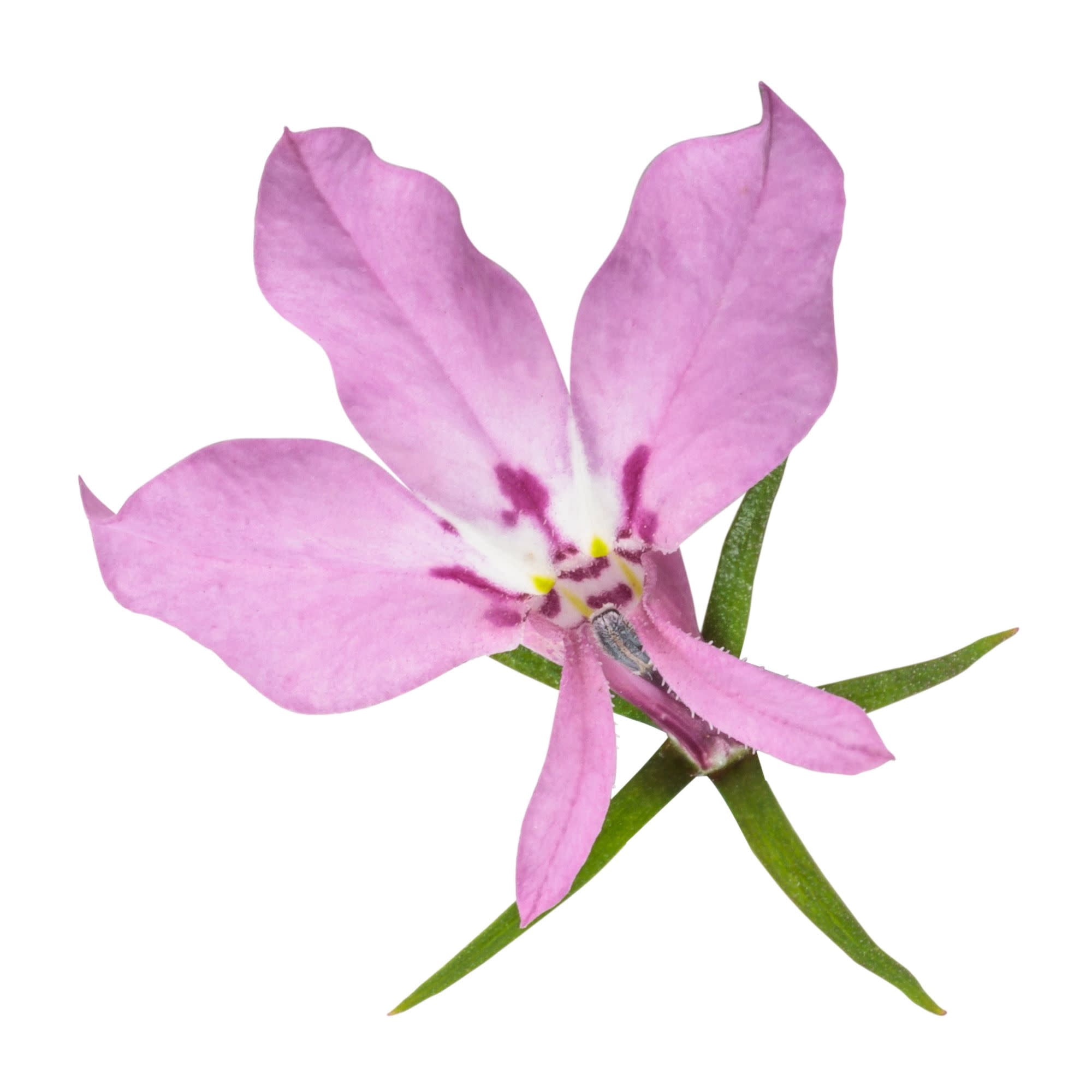 Proven Winners 4" Laguna Royale Pink Lobelia Live Plant in 4.25" Pot (4 Count)
