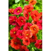 Angle View: 8-Pack, 4.25 in. Grande Superbells Dreamsicle (Calibrachoa) Live Plant, Orange Flowers