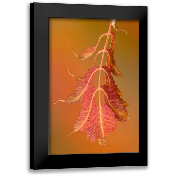 Murdock, Ramona 11x14 Black Modern Framed Museum Art Print Titled - Sumac Twig