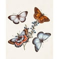 thumbnail image 3 of Unknown 20x24 Black Modern Framed Museum Art Print Titled - Butterflies and Moths III, 3 of 5