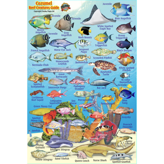 Franko Maps, Cozumel Mini Fish ID-Card