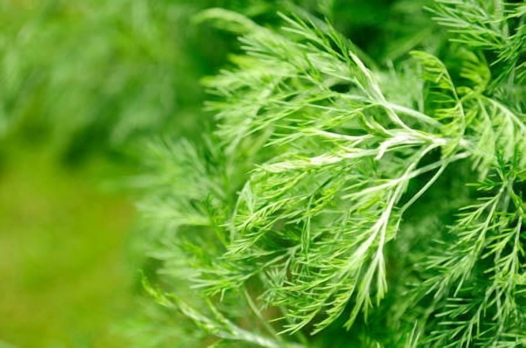 Wormwood Essential Oil 1 fl oz (30 ml) - 100% Pure and Natural by Silky Scents