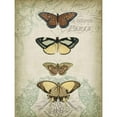 thumbnail image 3 of Goldberger, Jennifer 19x24 Black Modern Framed Museum Art Print Titled - Cartouche and Butterflies I, 3 of 5